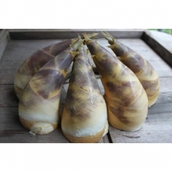 頂級生鮮綠竹筍-5台斤(6-7支)