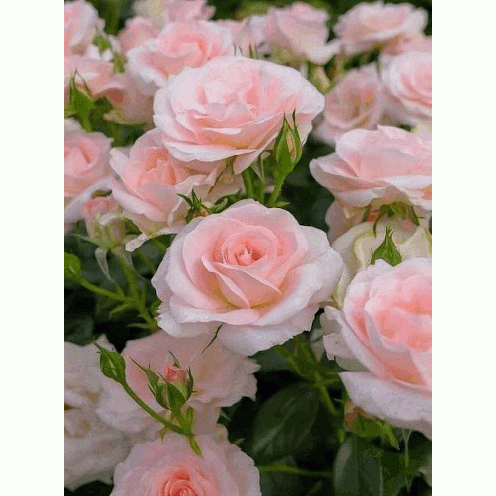 山茶花