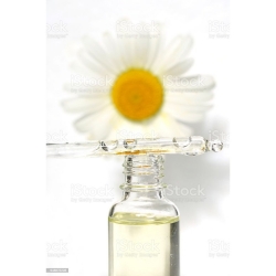 深藏在心底的愛(小雛菊調)