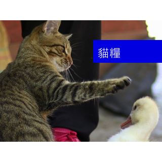 平庸貓糧