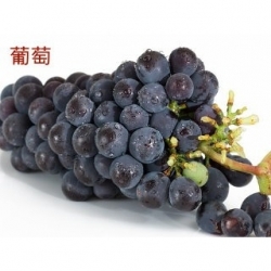 葡萄