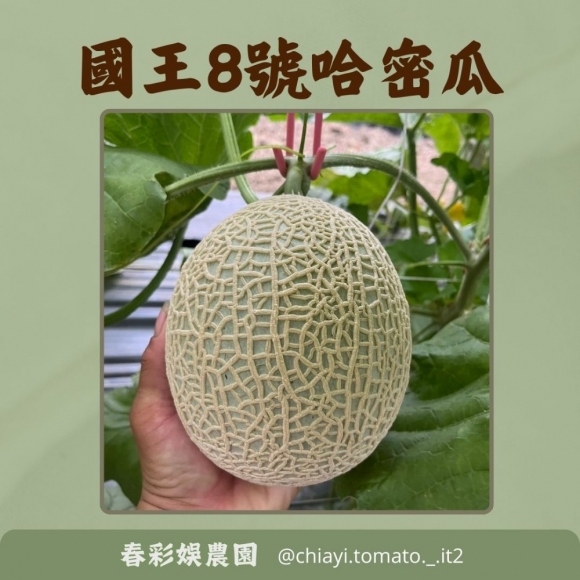 國王8號哈密瓜