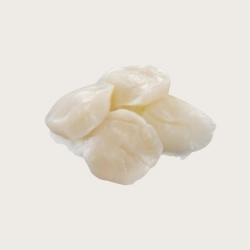 北海道大帆立貝