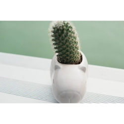 水豚 （仙人掌）