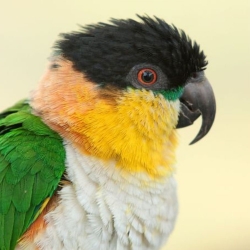 黑頭凱克鸚鵡