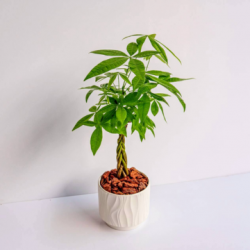 馬拉巴栗
