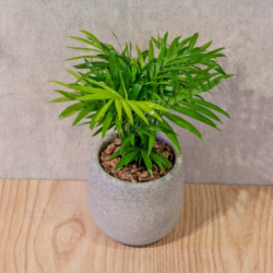 袖珍椰子