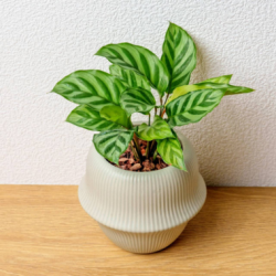 翠葉竹芋
