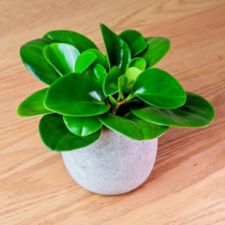 圓葉椒草