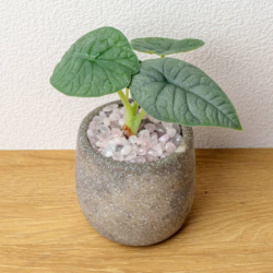 犀牛皮觀音蓮