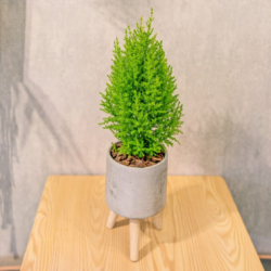 香冠柏