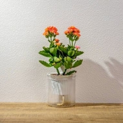長壽花