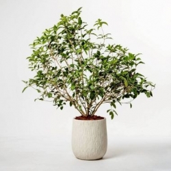 桂花樹