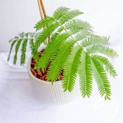 小豆樹